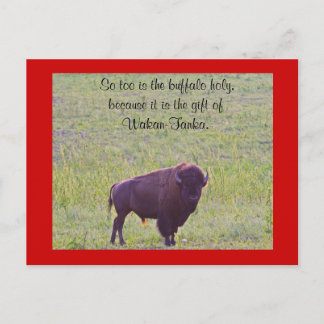 Buffalo auf Lakota Lands Postkarte