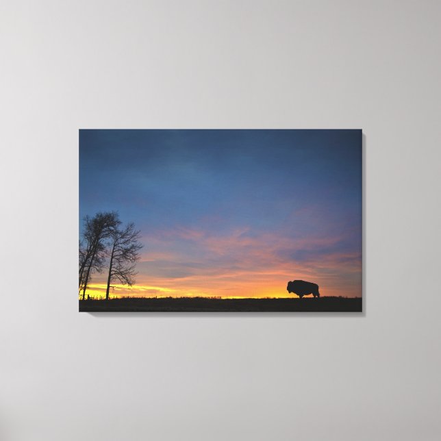 Buffalo bei Sunset in Elk Island National Park Leinwanddruck (Vorderseite)