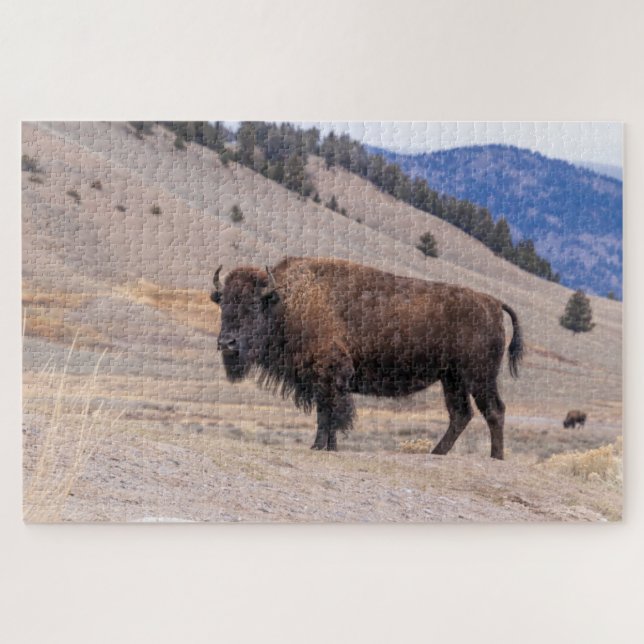 Buffalo Bison American Wildlife (Horizontal)