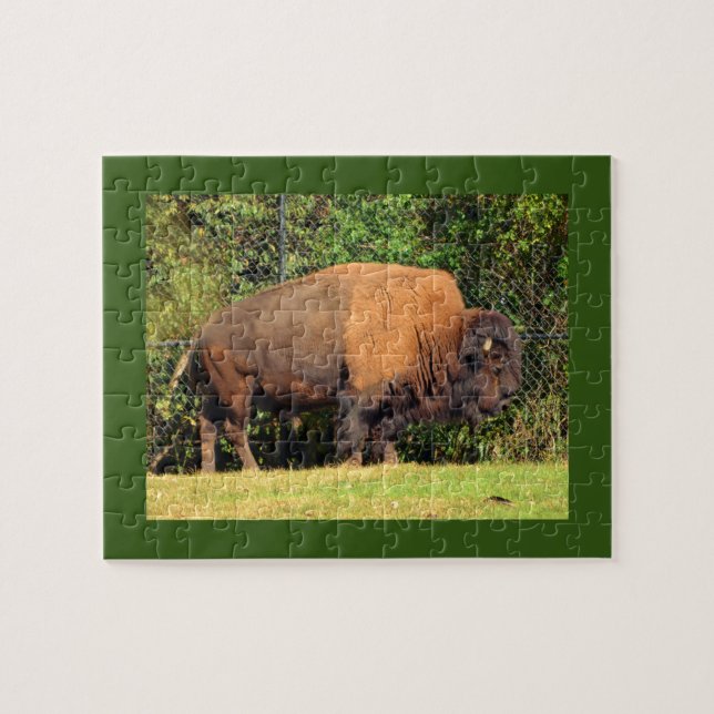 Buffalo (Bison) Kansas, Oklahoma, Wyoming (Horizontal)
