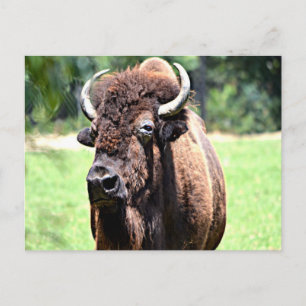 Buffalo (Bison) Postkarte