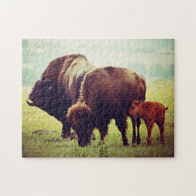 Buffalo & Calf Oklahoma. (Horizontal)