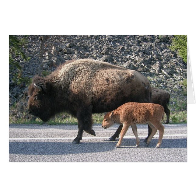 Buffalo de Yellowstone (Devant horizontal)