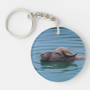 Buffalo d'eau de natation