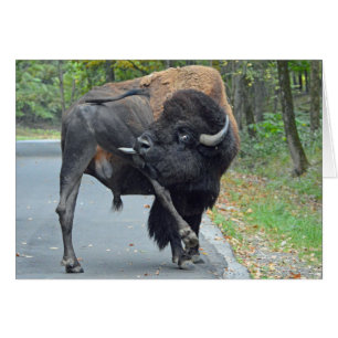 Buffalo drôle