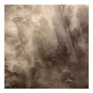 Buffalo Dust Poster