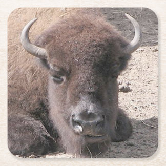 Buffalo Foto Square Paper Untersetzer
