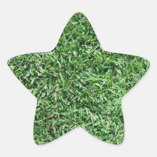 Buffalo Gras Stern-Aufkleber