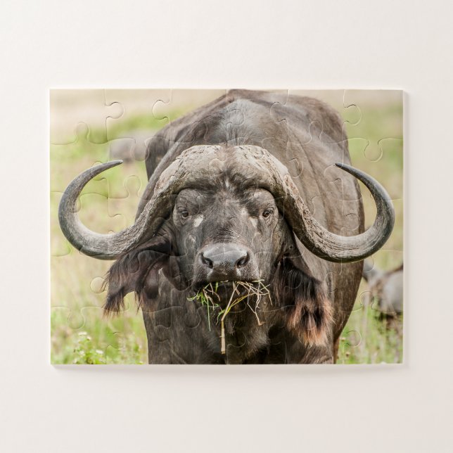 Buffalo Grazing (Horizontal)
