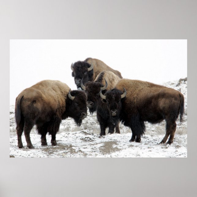 Buffalo Herd Nature Wall Poster (Vorne)