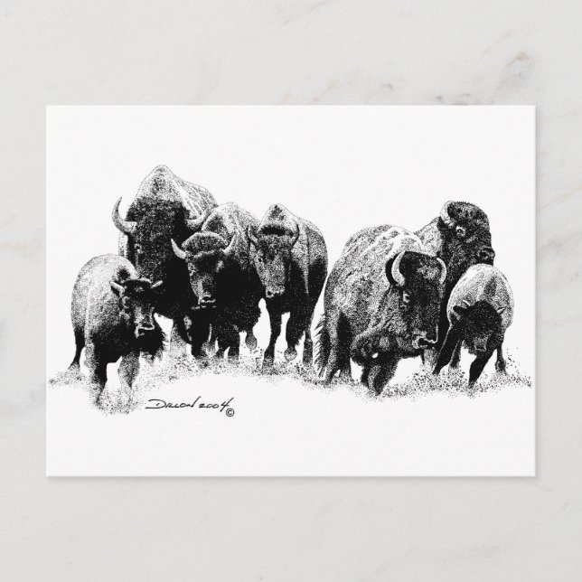 Buffalo Herd Postkarte (Vorderseite)