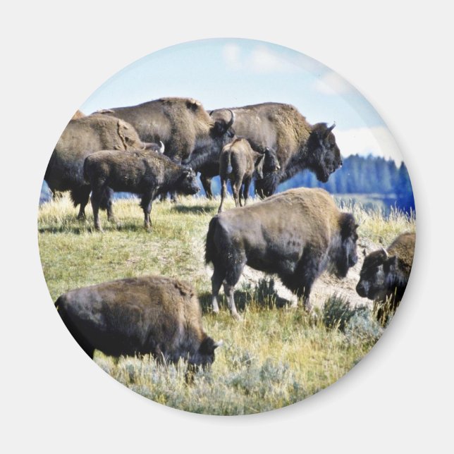 Buffalo Herd - Yellowstone Nationalpark Magnet (Vorne)