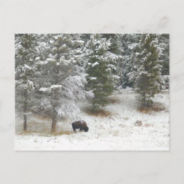 Buffalo im Yellowstone-Nationalpark Postkarte