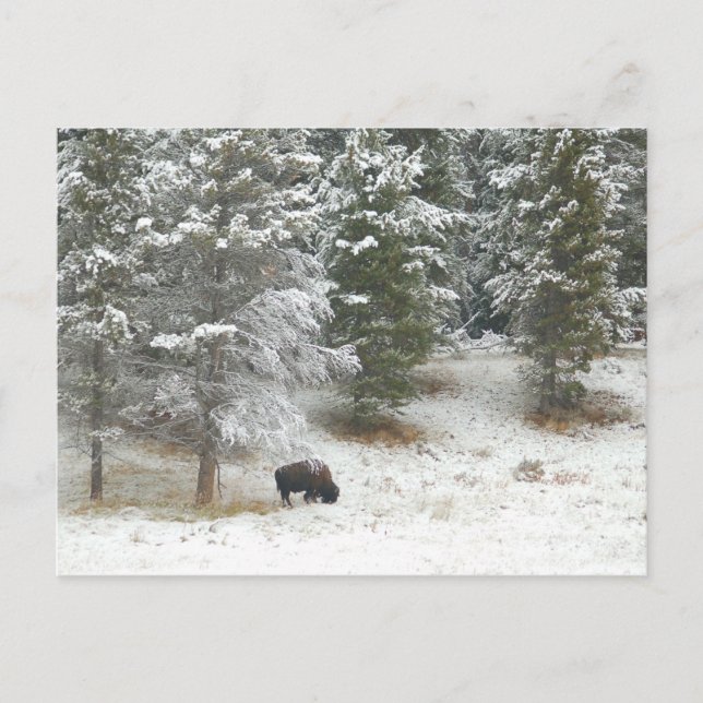 Buffalo im Yellowstone-Nationalpark Postkarte (Vorderseite)