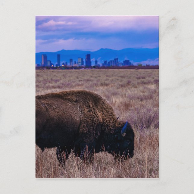 Buffalo in Denver, Colorado Postkarte (Vorderseite)