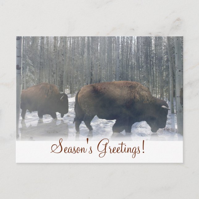 Buffalo in der Schneesaison Postkarte (Vorderseite)