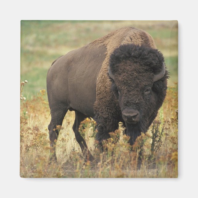 Buffalo Magnet (Vorne)