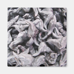 Buffalo Nuts - Water Caltrop Magnet