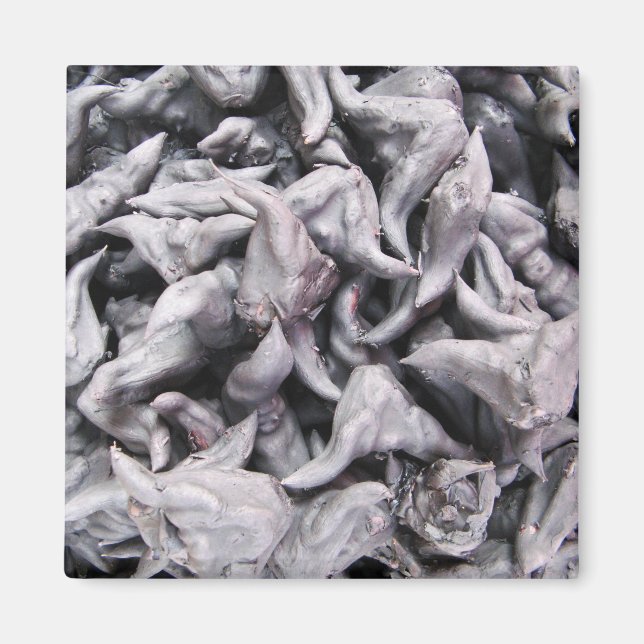 Buffalo Nuts - Water Caltrop Magnet (Vorne)