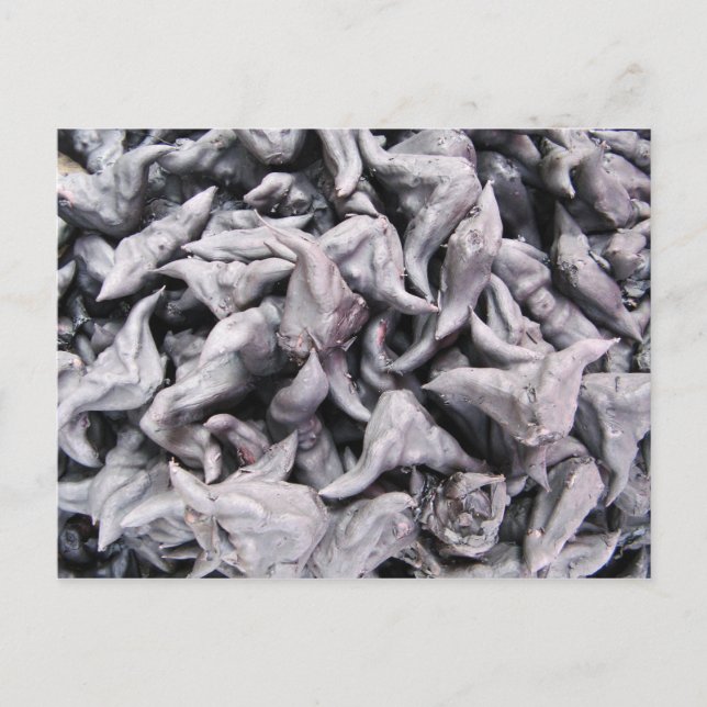 Buffalo Nuts - Water Caltrop Postkarte (Vorderseite)