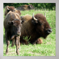 Buffalo Picture Poster Print