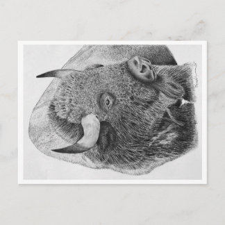 Buffalo Postkarte