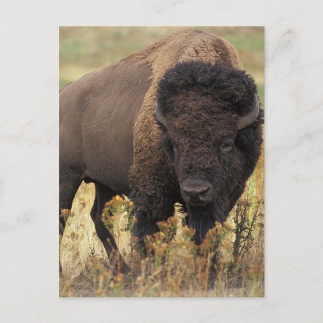 Buffalo Postkarte (Vorderseite)
