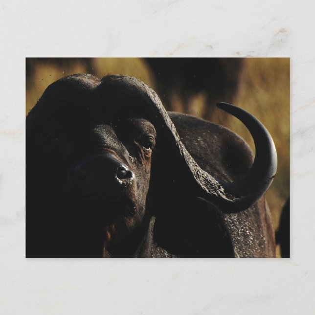 Buffalo - Safari fünf große Tiere Postkarte (Vorderseite)