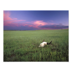 Buffalo Skull in Prairie Grass bei Medora Fotodruck