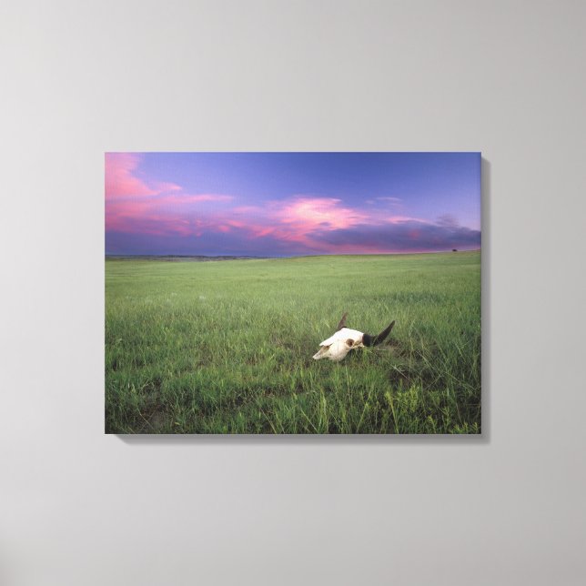 Buffalo Skull in Prairie Grass bei Medora Leinwanddruck (Vorderseite)