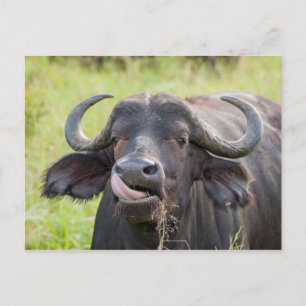 Buffalo Sticks Tongue Out Postcard Postkarte