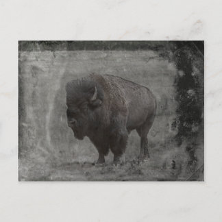 Buffalo Tintype Postkarte