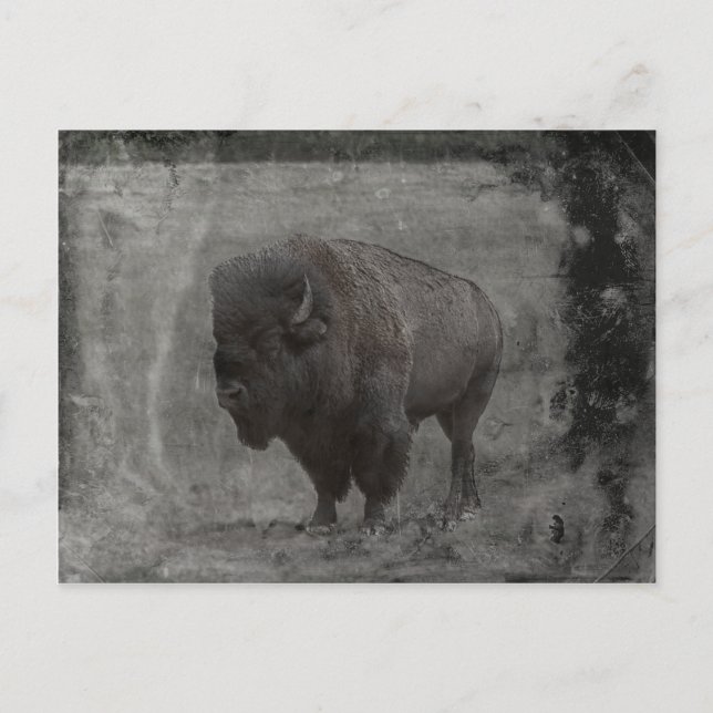 Buffalo Tintype Postkarte (Vorderseite)