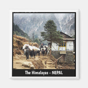 Buffalo-Transport, Blick auf den Everest-Pfad - Ne Magnet