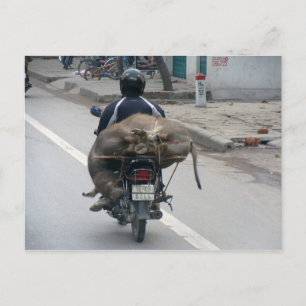 Buffalo über Motorbike-Vietnam Postkarte