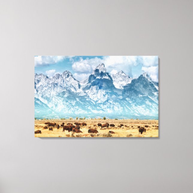 Buffalo Unterhalb des Grand Teton Mountains Leinwanddruck (Vorderseite)