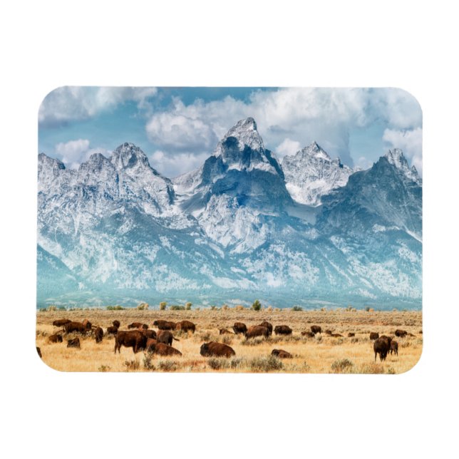 Buffalo Unterhalb des Grand Teton Mountains Magnet (Horizontal)