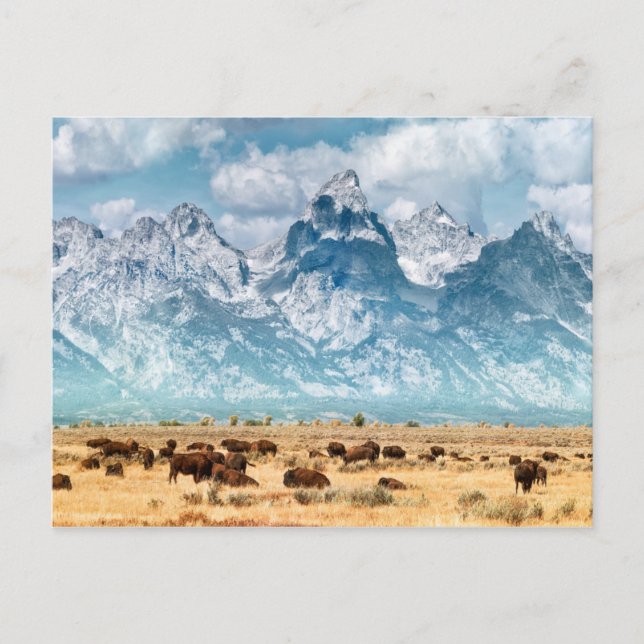 Buffalo Unterhalb des Grand Teton Mountains Postkarte (Vorderseite)