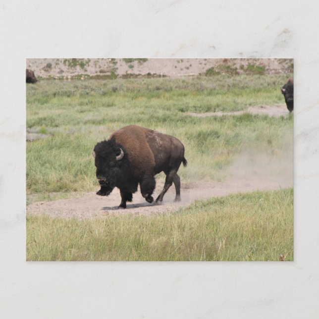 Buffalo unterwegs, Fotografie Postkarte (Vorderseite)