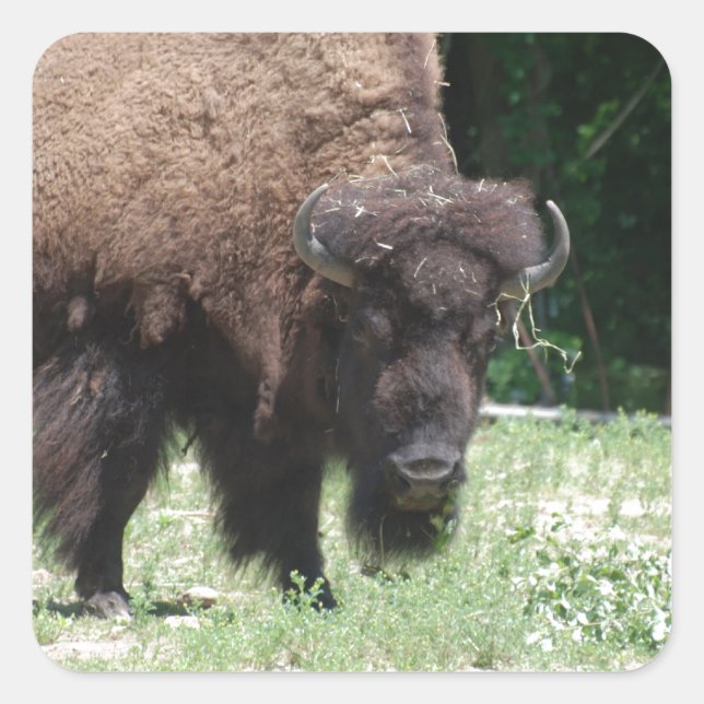 Buffalo vor Ort Quadratischer Aufkleber (Vorderseite)