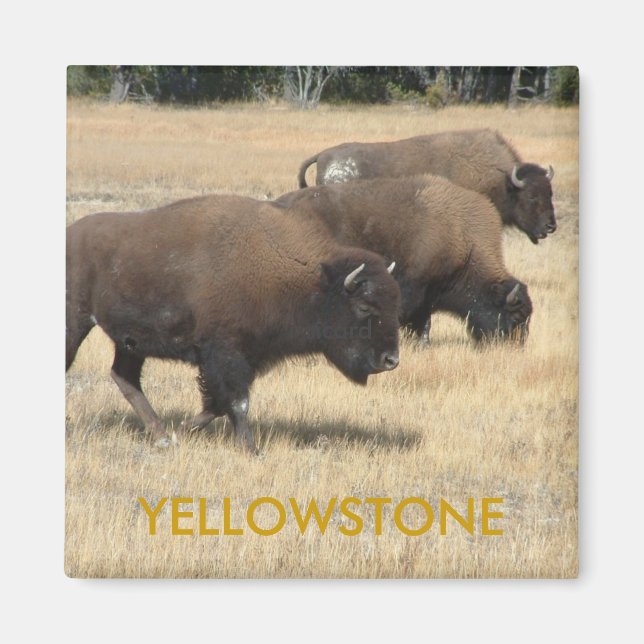 Buffalo Yellowstone Magnet (Vorne)