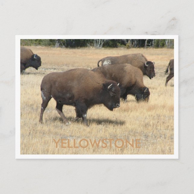 Buffalo Yellowstone Postcard Postkarte (Vorderseite)