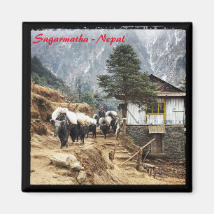 Buffalo-Zug, Everest-Wanderung, Himalaya - Nepal Magnet