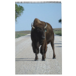 Buffaloed Kalender