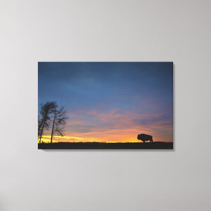 Büffel am Sonnenuntergang im Leinwanddruck