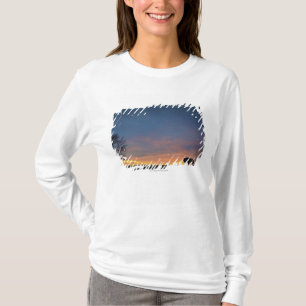 Büffel am Sonnenuntergang im T-Shirt