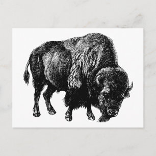Büffel Amerikanischer Bison Vintage Holzstich Postkarte