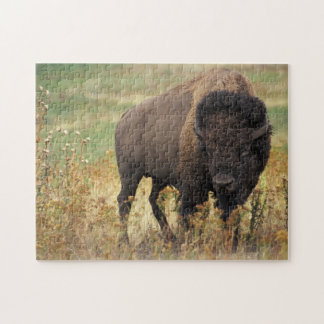 Büffel-Bison