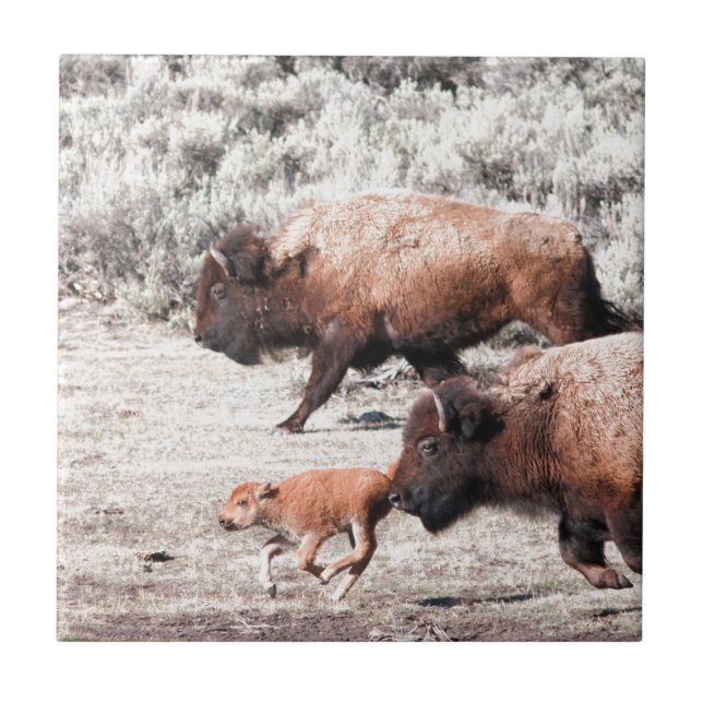 Büffel Fliese (Vorderseite)