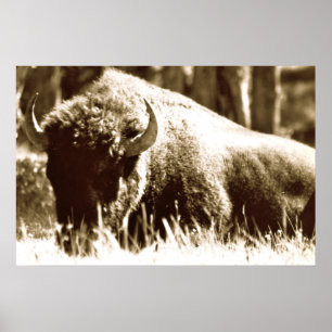 Büffel in Yellowstone Poster